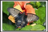 _MG_9999b  -   PAPILIO