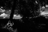 20080802 - Trees