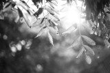 20080804 - Light