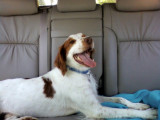Ride home from my check-up at the vet!