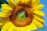 Sonnenblume