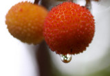 Arbouses / Frchte des Erdbeerbaums / strawberry tree fruits