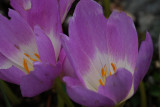 Herbstzeitlosen / autumn crocus