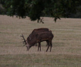 Rothirsche / red deer