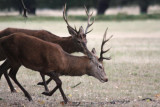 Rothirsche / red deer
