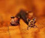 Gewürznelken / cloves