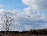 Solitary Hawk In October Landscape