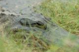 Brazos Bend State Park