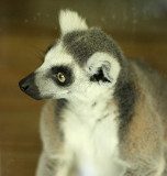 Ring Tailed Lemur 2