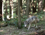 Grey Wolf 5