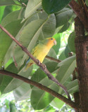 Peach Faced Lovebird