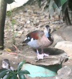Ringed Teal 3
