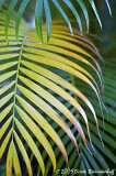 Fronds at Kawaikui