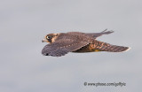 Peregrine Falcon - Info from Niagara Parks website