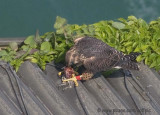 Peregrine Falcon and meal