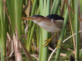 Least Bittern