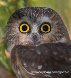 Saw-whet Owl