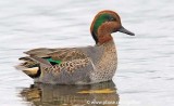 Green-winged Teal