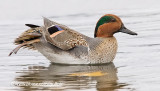 Green-winged Teal leg stretch