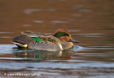 Green-winged Teal