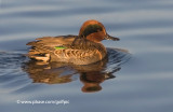 Green-winged Teal 