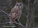 Barred Owl