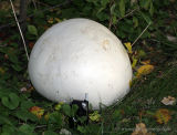 Giant mushroom dwarfs cell phone