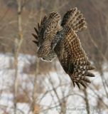Great Gray Owl