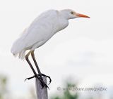 Cattle Egret