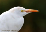 Cattle Egret close-up