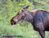 Moose profile