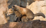 fox200842x.jpg