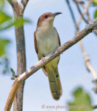 Black-billed Cuckoo