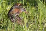 Virginia Rails mating