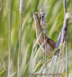 Least Bittern young