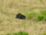 Black Bear in National Bison Range, Mt.  PW.JPG