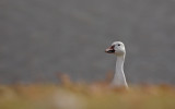 oie des neiges / Snow Goose