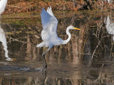 Great Egret