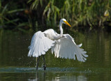 Great Egret