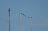 008732 - Magnificent Frigatebird - Fregata magnificens