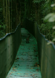 White-nosed Coati