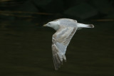 Larus argentatus
