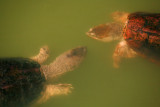  Giant Snapping Turtles