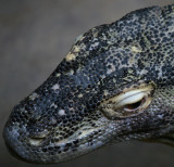 Komodo Dragon