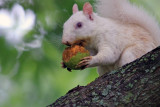 White Squirrel