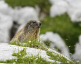 Marmota marmota - Alpski svizec - Marmot