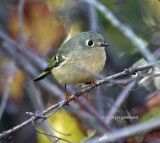 Ruby-crowned Kinglet IMG_9643c.jpg