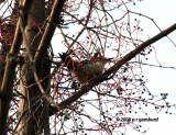 Red bellied Woodpecker IMG_2440c.jpg