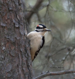 Hairy Woodpecker IMG_4030a.jpg