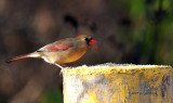 Cardinal female IMG_1127.jpg